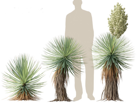 Yucca thompsoniana - Beaked yucca 3D Model