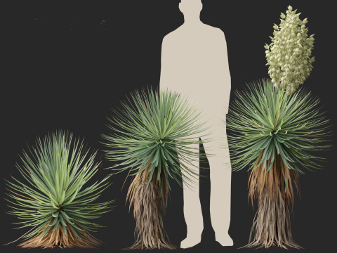 Yucca thompsoniana - Beaked yucca 3D Model