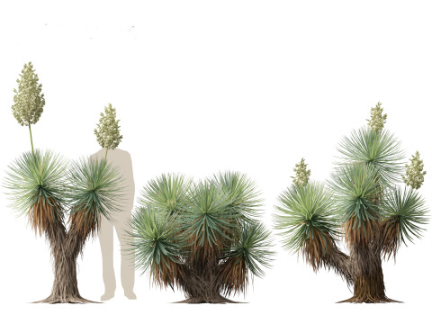 Yucca thompsoniana - Beaked yucca 3D Model