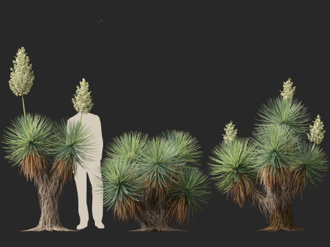 Yucca thompsoniana - Beaked yucca 3D Model