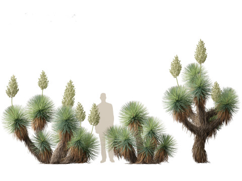 Yucca thompsoniana - Beaked yucca 3D Model