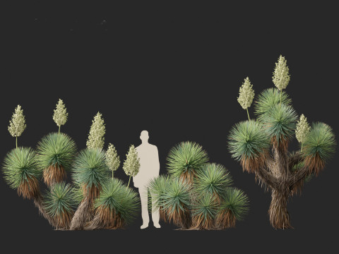 Yucca thompsoniana - Beaked yucca 3D Model