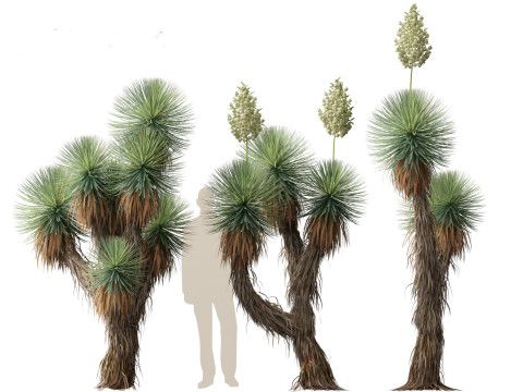 Yucca thompsoniana - Beaked yucca 3D Model