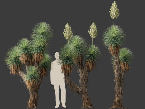 Yucca thompsoniana - Beaked yucca 3D Model