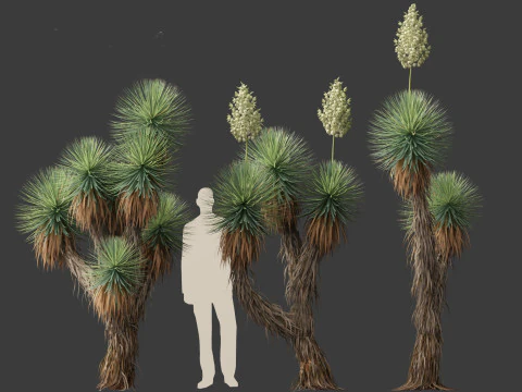 Yucca thompsoniana - Beaked yucca 3D Model