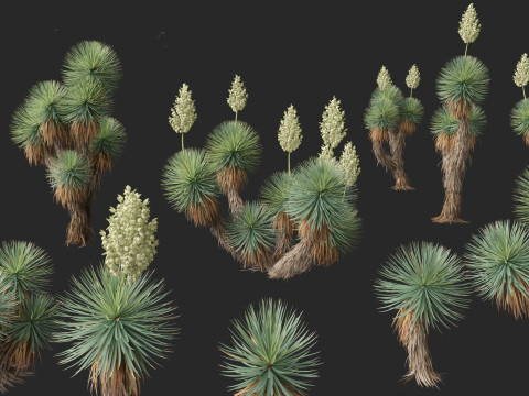 Yucca thompsoniana - Beaked yucca 3D Model