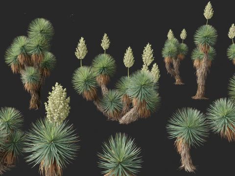 Yucca thompsoniana - Beaked yucca 3D Model