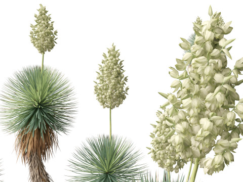 Yucca thompsoniana - Beaked yucca 3D Model