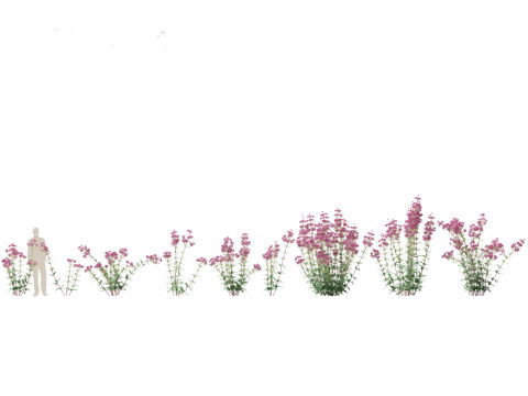 Eupatorium purpureum - Purple Joe-Pye weed Modelo 3D