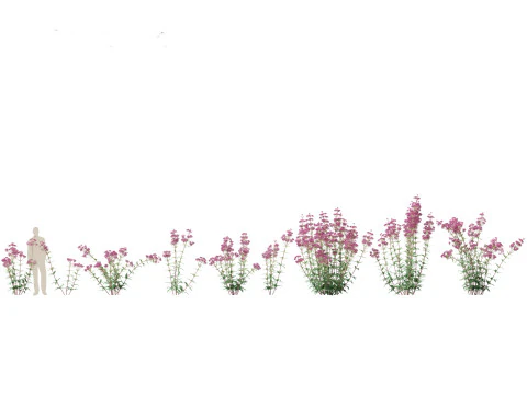 Eupatorium purpureum - Purple Joe-Pye weed 3D Model