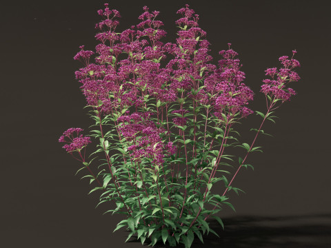 Eupatorium purpureum - Purple Joe-Pye weed Modelo 3D