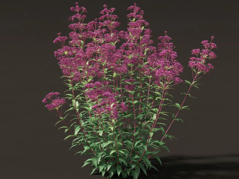Eupatorium purpureum - Purple Joe-Pye weed 3D Model