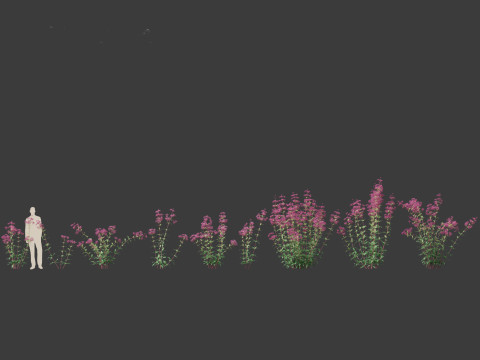 Eupatorium purpureum - Purple Joe-Pye weed Modelo 3D
