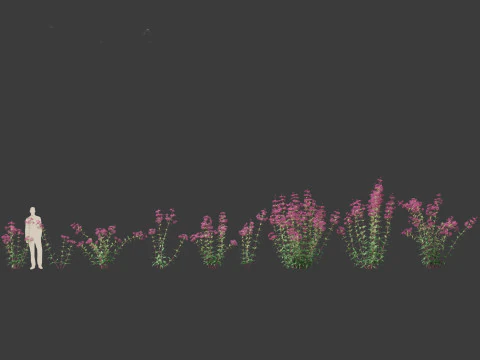 Eupatorium purpureum - Purple Joe-Pye weed 3D Model