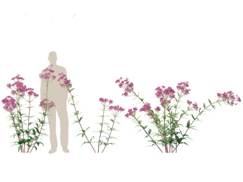 Eupatorium purpureum - Purple Joe-Pye weed 3D Model