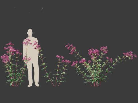 Eupatorium purpureum - Purple Joe-Pye weed 3D Model