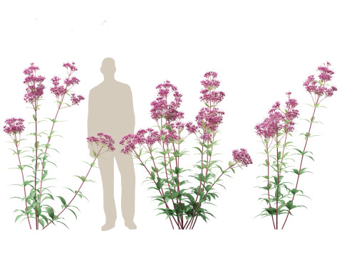 Eupatorium purpureum - Purple Joe-Pye weed Modelo 3D