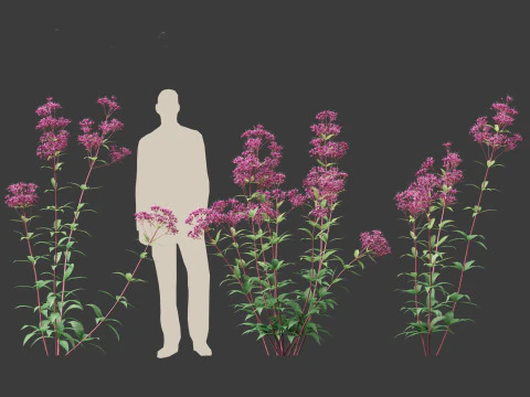 Eupatorium purpureum - Purple Joe-Pye weed 3D Model