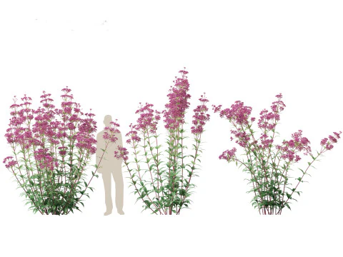 Eupatorium purpureum - Purple Joe-Pye weed 3D Model