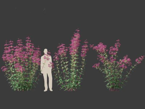 Eupatorium purpureum - Purple Joe-Pye weed 3D Model
