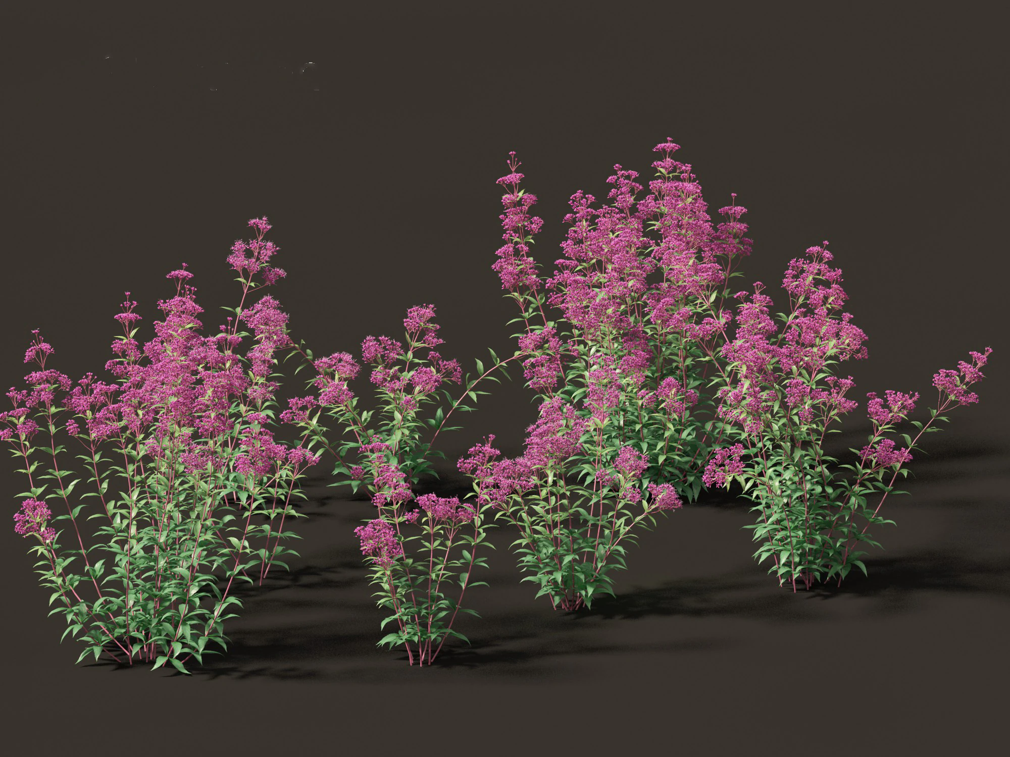 Eupatorium purpureum - Purple Joe-Pye weed 3D Model .c4d .max .obj .3ds .fbx .stl .blend