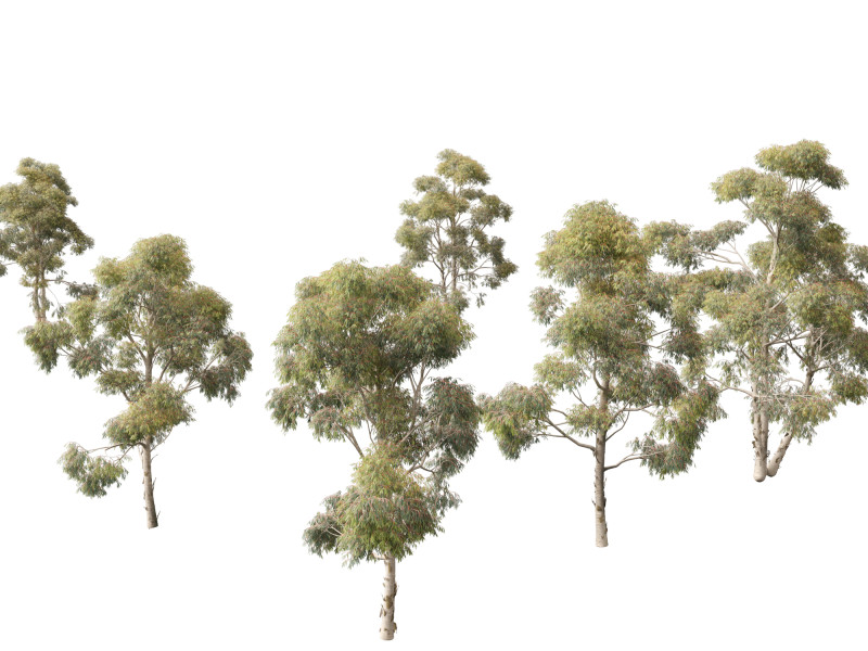 Eucalyptus globulus - Southern blue gum 3D Модель .c4d .max .obj .3ds .fbx .stl .blend 