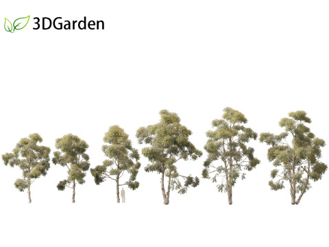 Eucalyptus globulus - Southern blue gum 3D Модель