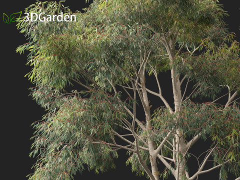 Eucalyptus globulus - Southern blue gum 3D Модель