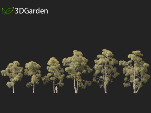 Eucalyptus globulus - Southern blue gum 3D Модель