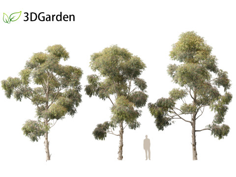 Eucalyptus globulus - Southern blue gum 3D Модель