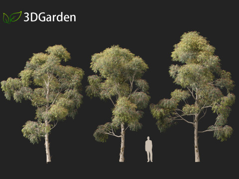 Eucalyptus globulus - Southern blue gum 3D Модель