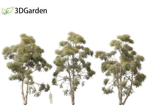 Eucalyptus globulus - Southern blue gum 3D Модель