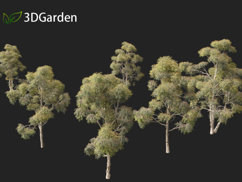 Eucalyptus globulus - Southern blue gum 3D Модель
