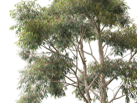 Eucalyptus globulus - Southern blue gum 3D Модель