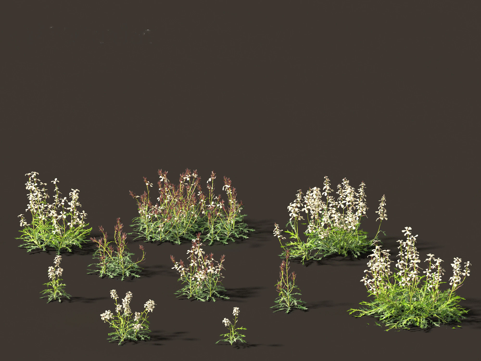 Eruca vesicaria - Arugula 3D Model .c4d .max .obj .3ds .fbx .stl .blend 