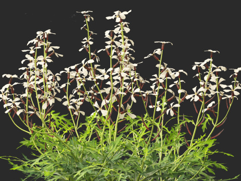 Eruca vesicaria - Arugula 3D 模型