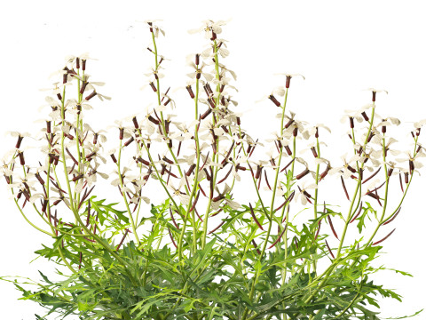 Eruca vesicaria - Arugula 3D 模型