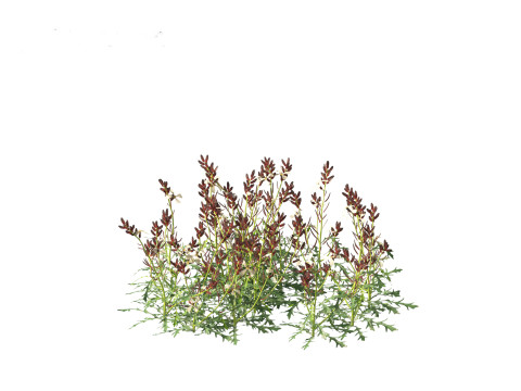 Eruca vesicaria - Arugula 3D 模型