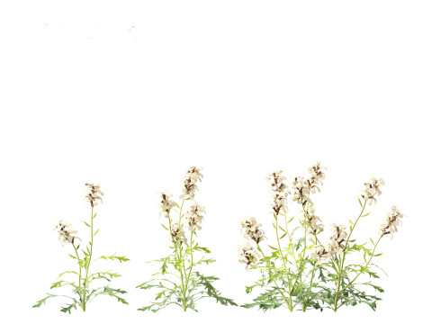 Eruca vesicaria - Arugula 3D 模型