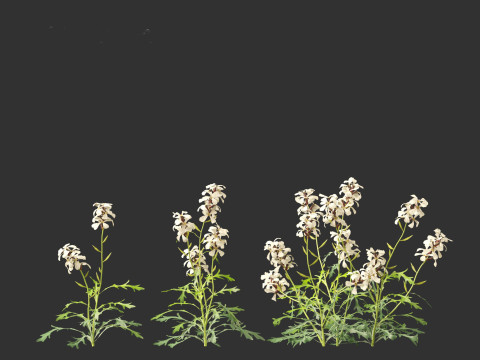 Eruca vesicaria - Arugula 3D 模型