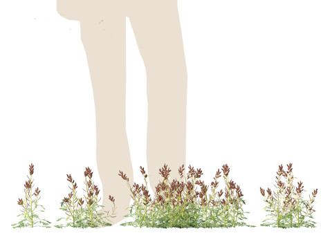 Eruca vesicaria - Arugula 3D 模型