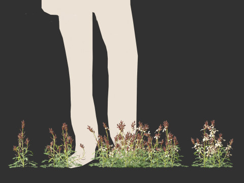 Eruca vesicaria - Arugula 3D 模型