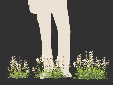 Eruca vesicaria - Arugula 3D 模型