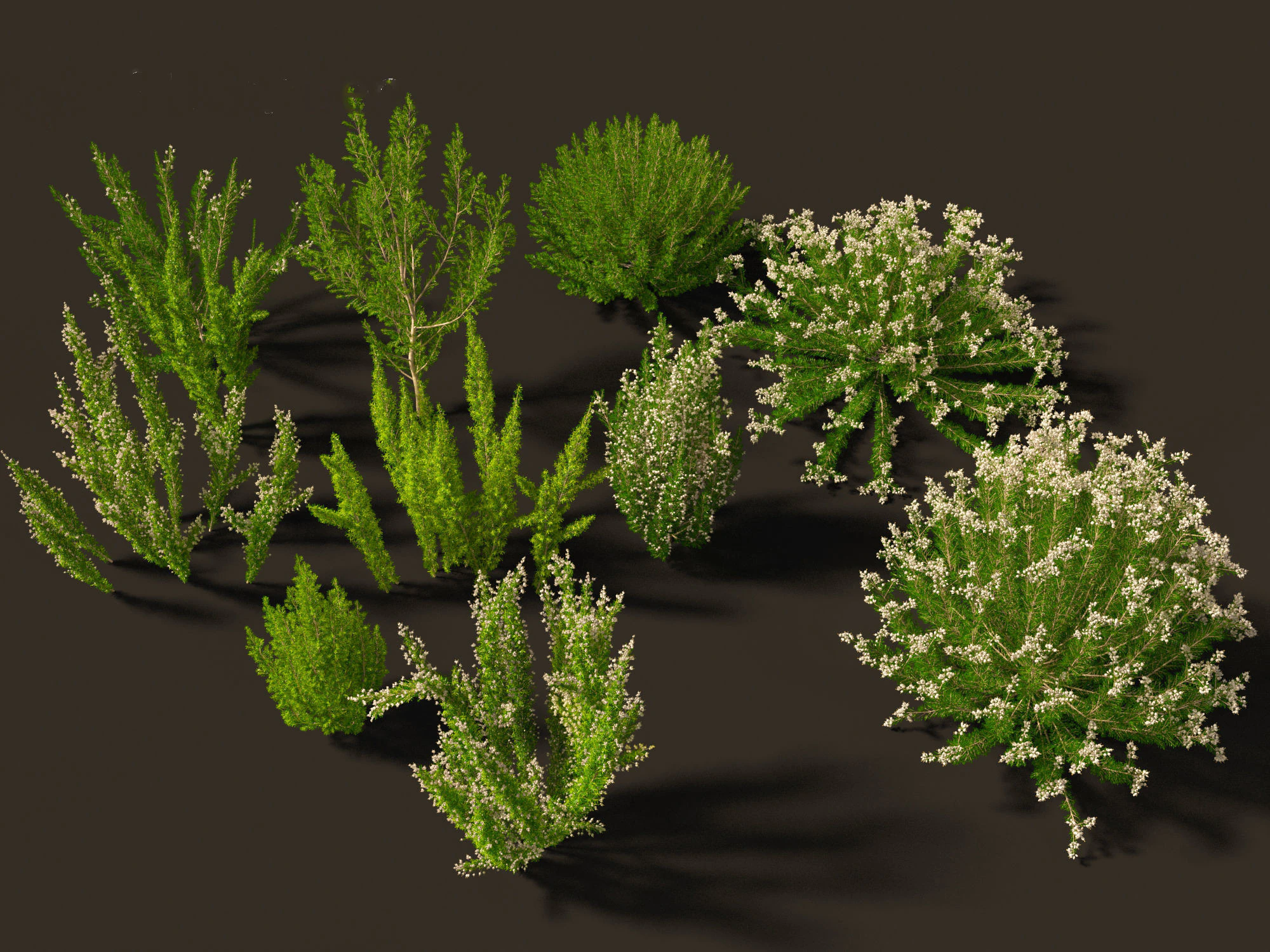 Erica Arborea - Tree heath 3D Model .c4d .max .obj .3ds .fbx .stl .blend