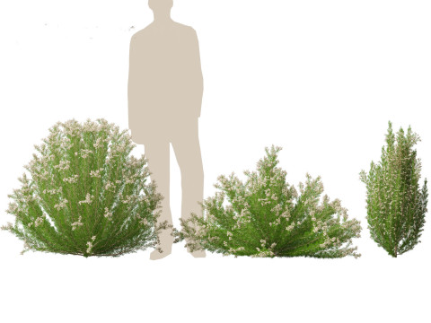 Erica Arborea - Tree heath 3D Model
