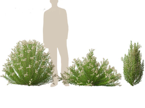 Erica Arborea - Tree heath 3D Model