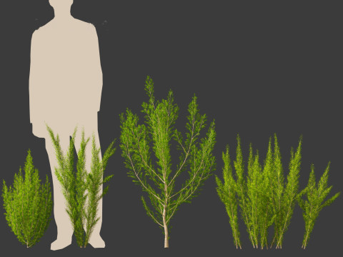 Erica Arborea - Tree heath 3D Model