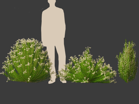 Erica Arborea - Tree heath 3D Model
