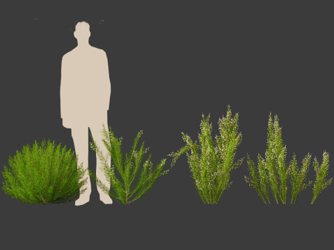 Erica Arborea - Tree heath 3D Model