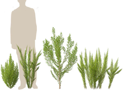 Erica Arborea - Tree heath 3D Model